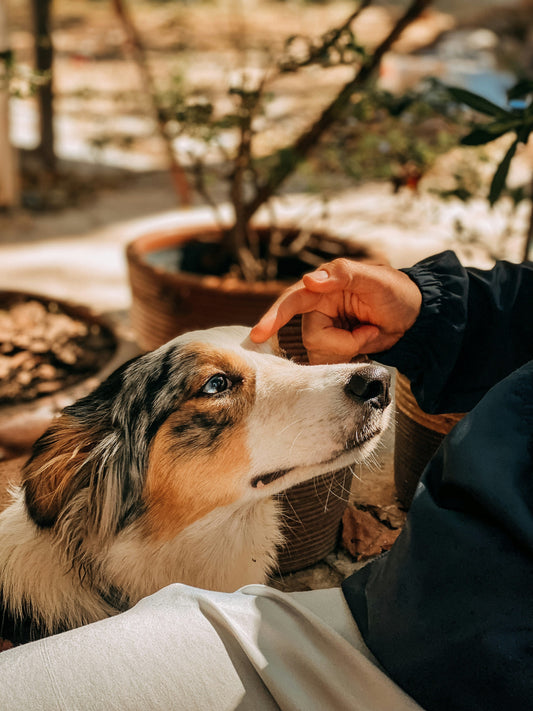 🧼 Dealing with Dirty Ears? Here's My Daily Routine with My Pup 🐶💕