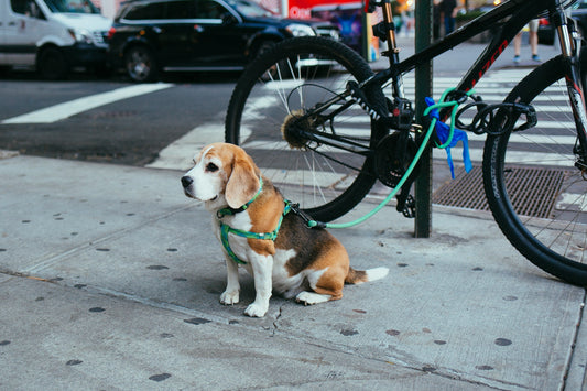 🐶 Most Popular Dog Names Worldwide in 2025 🐶