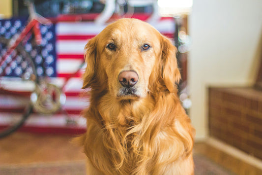 5 Special Activities to Make Your Dog Happier