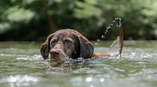 🐶 Keep Your Pup Safe This Summer: 5 Must-Know Tips for Hot Weather