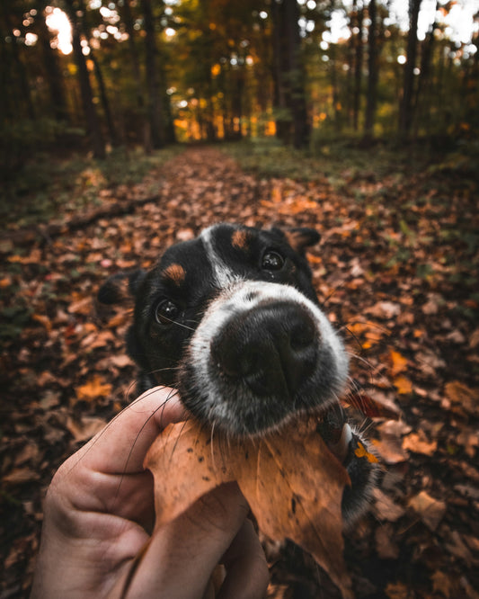 A Cozy Evening with My Pup 🌙🐶📷