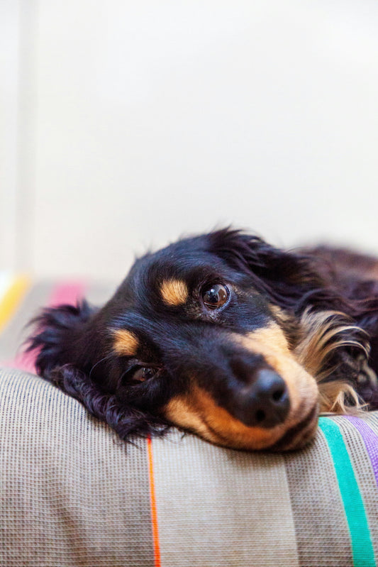 🐾 Why My Dog Won’t Sleep Anywhere Else Anymore 😴