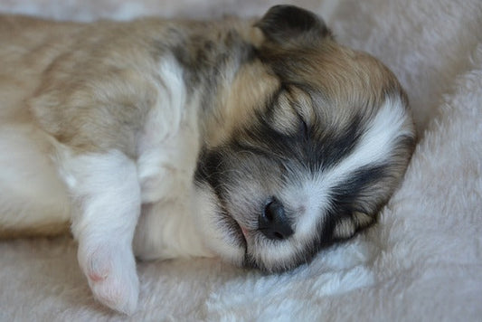 🐶 What Your Dog’s Sleeping Position Says About Them