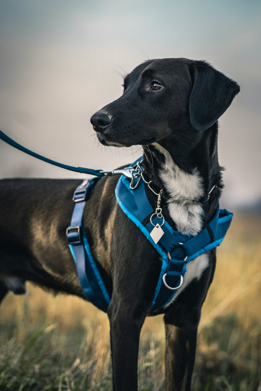 Keep Your Pup Safe and Stylish: Why Reflective Collars Matter at Night 🌙💜