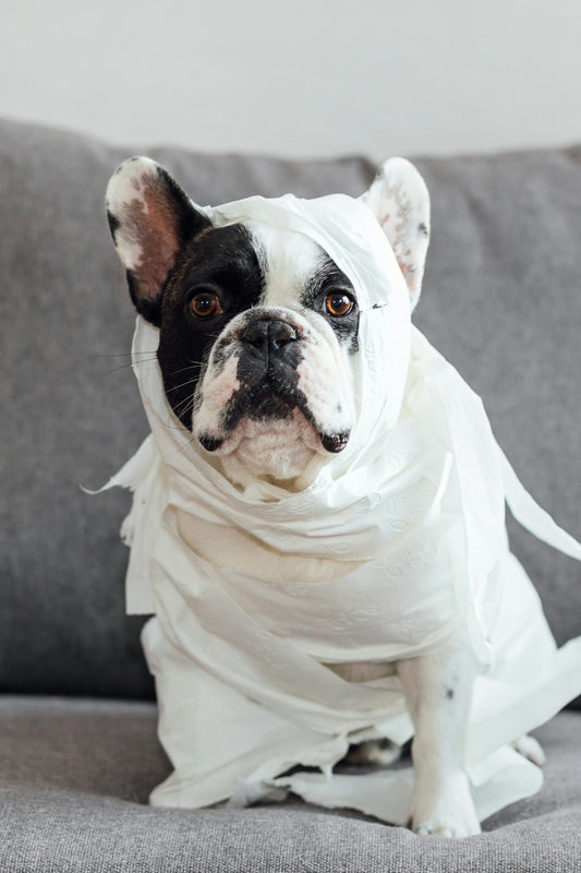🧻🐾Why Dog Parents are Talking About Pet Wipes Lately 🧻🐾