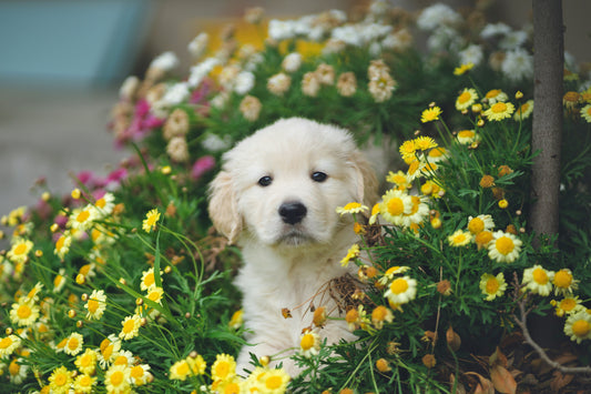 ๐ธ Freshen Up Your Pup: Why a Cologne Mist Might Be Your Grooming Game-Changer