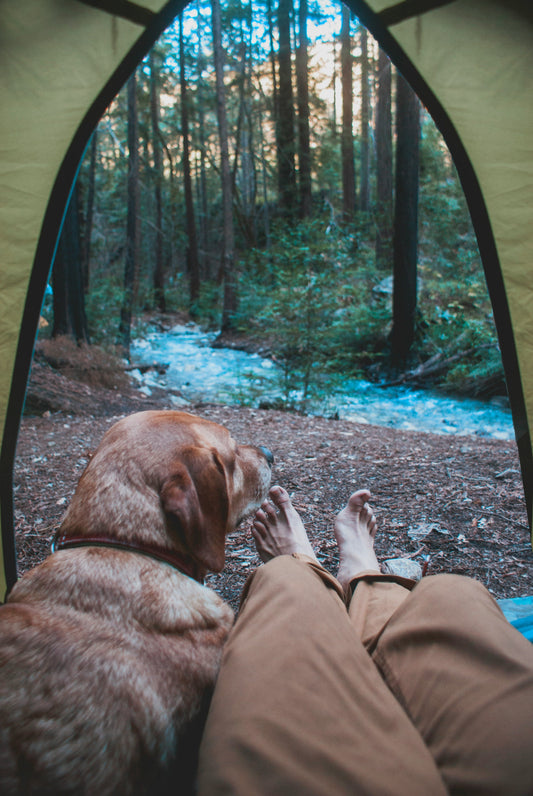 Our Backyard Camping Adventure – With Zampa Playpen!