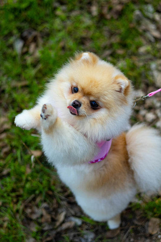 Keep Your Pup Smelling Fresh & Tangle-Free – Our Daily Grooming Ritual 🛁💜