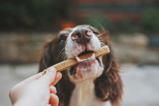 🍗 Why My Dog’s Favorite Treat is Just Chicken