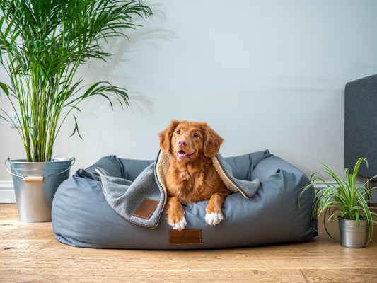 🐾How to Choose the Perfect Dog Bed for Your Pup🐾