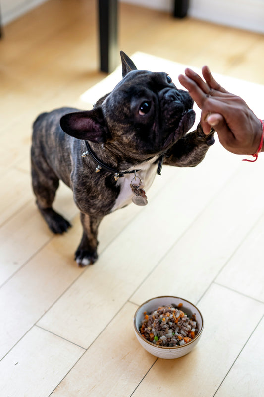 Why Mochi’s New Favorite Meal is ORIJEN Amazing Grains