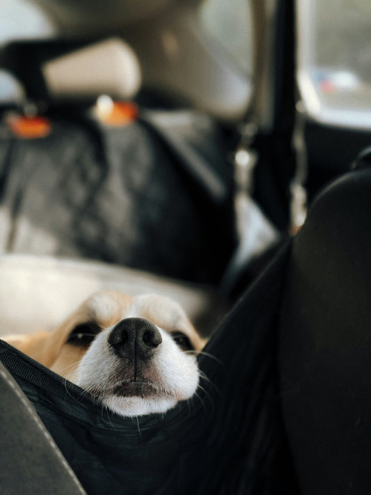 🐾 Sunday Drive with Max – Our First Ride with a Hard-Bottom Dog Car Seat Extender