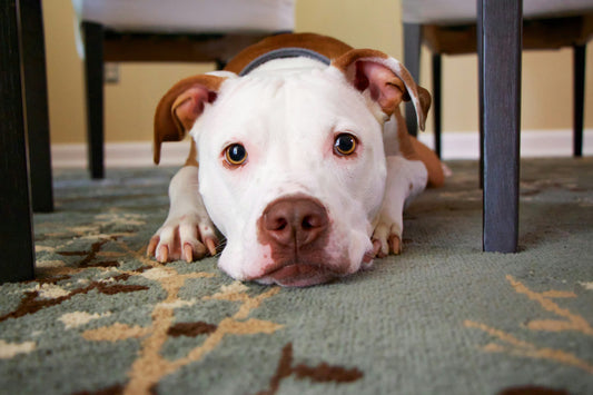 "5 Tips for Keeping Your Dog Healthy and Happy"