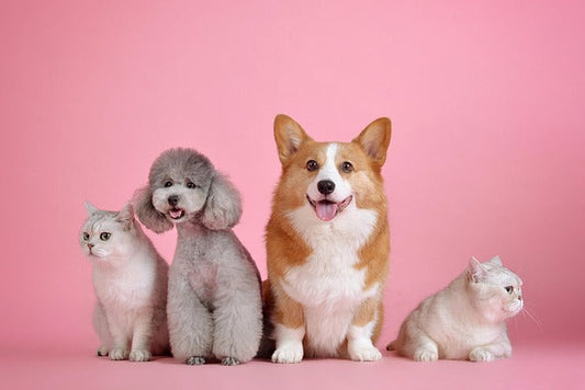 🐶🐱 Can Dogs and Cats Be Friends? How to Help Them Get Along
