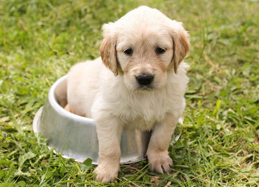 🐶 Why Your Dog Needs a Snuffle Mat – And How to Choose the Right One