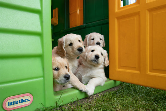 📦 A Cozy Little Corner Just for Them 🐾