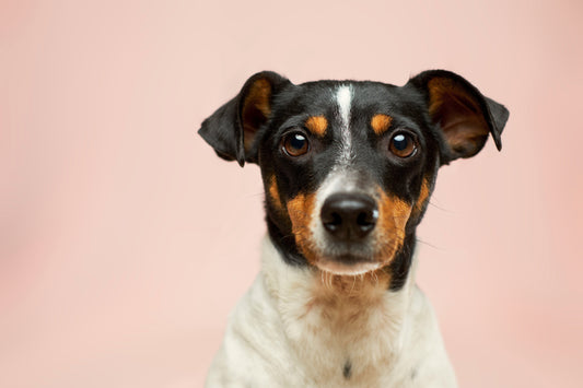 Essential Items for First-Time Dog Owners