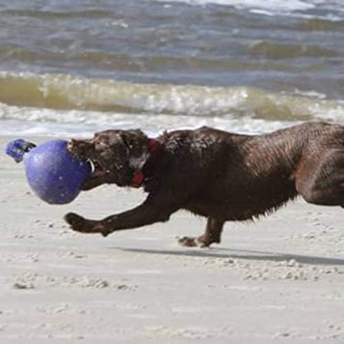 Jolly Pets Tug-n-Toss Heavy Duty Dog Toy Ball with Handle, 6 Inches/Medium, Blue