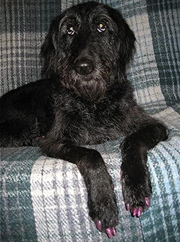 40 Pack Soft Nail Caps for Dog Claws Black Jumbo