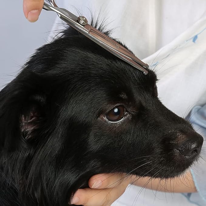 Chibuy Dog Grooming Scissors with Safety Round Tips, 4CR Stainless Steel Heavy-duty titanium coated Professional Pet Grooming Scissors for Dogs, Cats and furry Animals