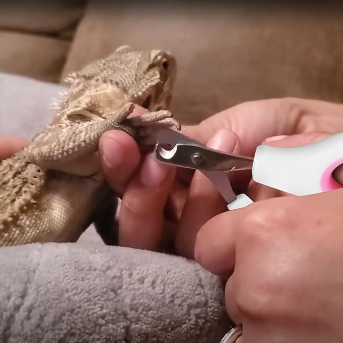 Bearded Dragon Nail Clippers,Stainless Steel Bearded Dragon Toe Nail Clippers with Precise Angled Edges (Pinky White)