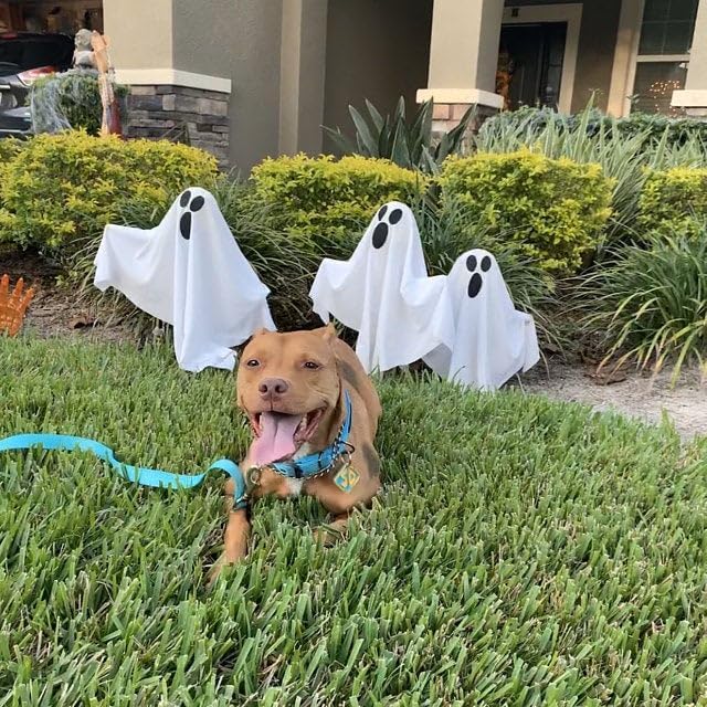 Dog Halloween Costumes, Pet Costumes, SD Collar Tags for Large Small Medium Big Extra Large XS XL XXL Pet Puppy Dog, Halloween Decoration for Pet Puppy - Light Blue
