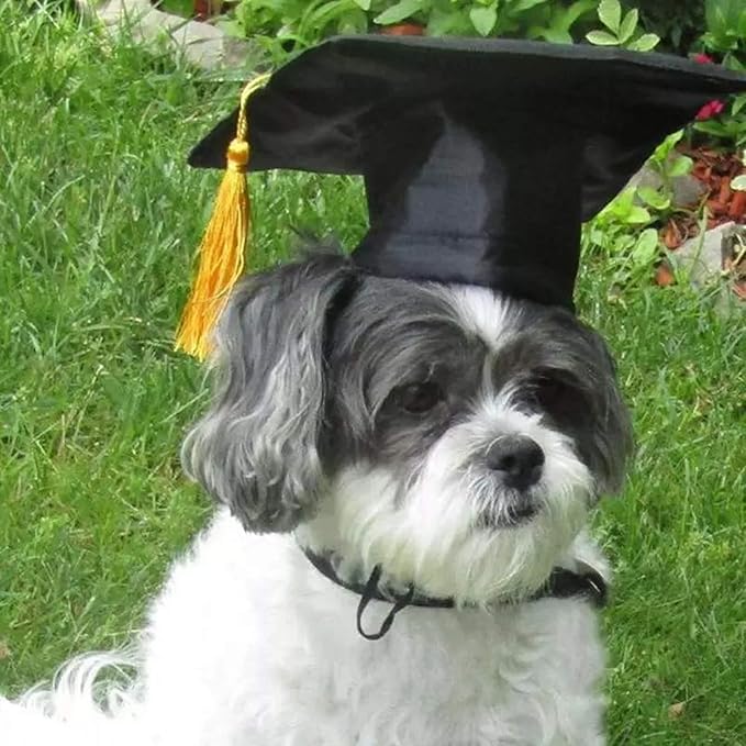 BinaryABC Pet Graduation Caps Dog Graduation Hats with Yellow Tassel,Dogs Cats Graduation Costume Accessory