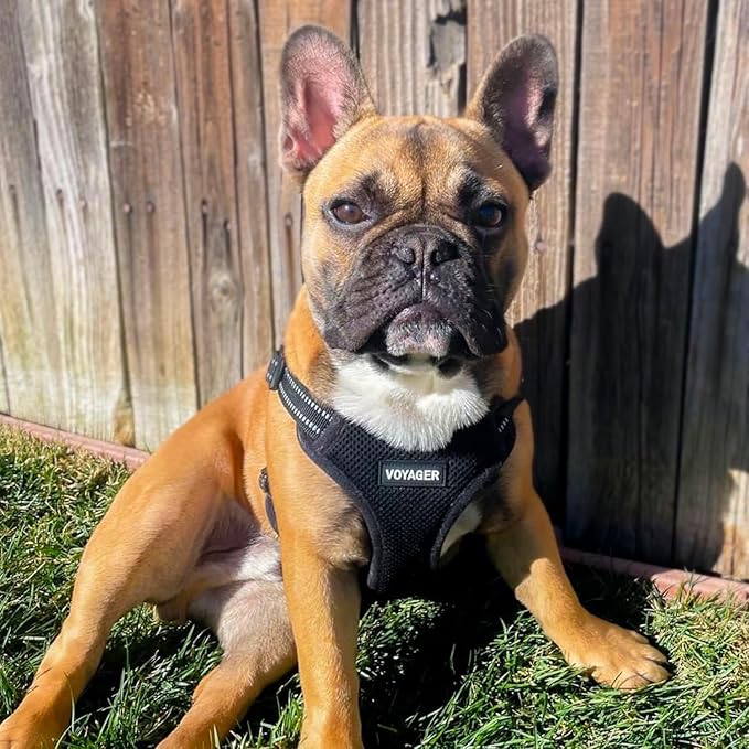 Best Pet Supplies Voyager Adjustable Dog Vest Harness Breathable No Pull Harness for Small, Medium, Large Dogs, Heavy Duty Harness for Walking, Jogging, Easy Step-in, Reflective Stripes - (Black), M