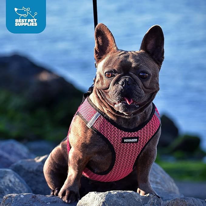 Voyager Step-in Air Dog Harness - All Weather Mesh, Reflective, No Pull Harness for Small, Medium Dogs, Cats - Secure with Hook & Loop Fastener, Buckle, Double D-Rings - Fuchsia 2-Tone, XS