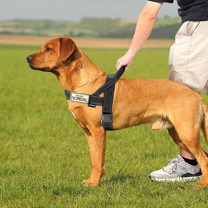 Annchwool No Pull Dog Harness with Padded Handle+5 Ft Leash,Reflective Strip Escape Proof and Quick Fit to Adjust Dog Harness,Easy for Training Walking for Small & Medium and Large Dog(Black-Set,L)