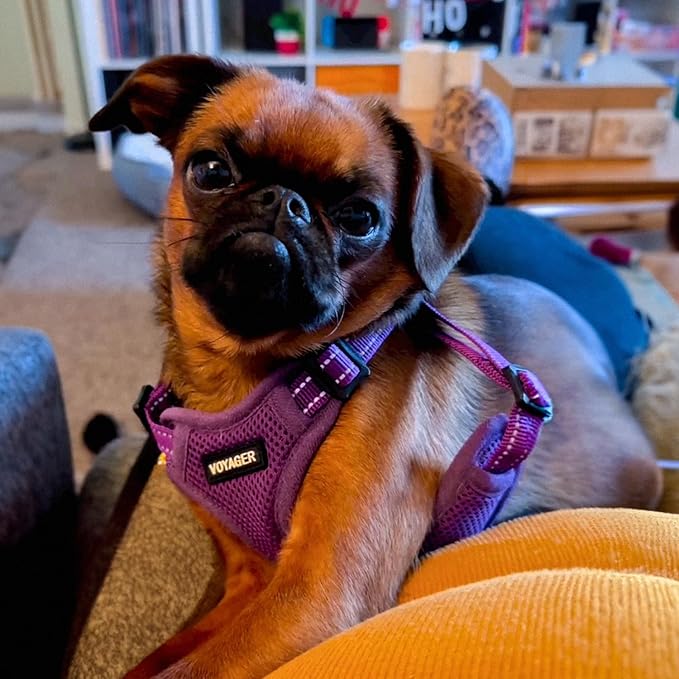 Best Pet Supplies Voyager Adjustable Dog Vest Harness Breathable No Pull Harness for Small, Medium, Large Dogs, Heavy Duty Harness for Walking, Jogging, Easy Step-in, Reflective Stripes - (Purple), S