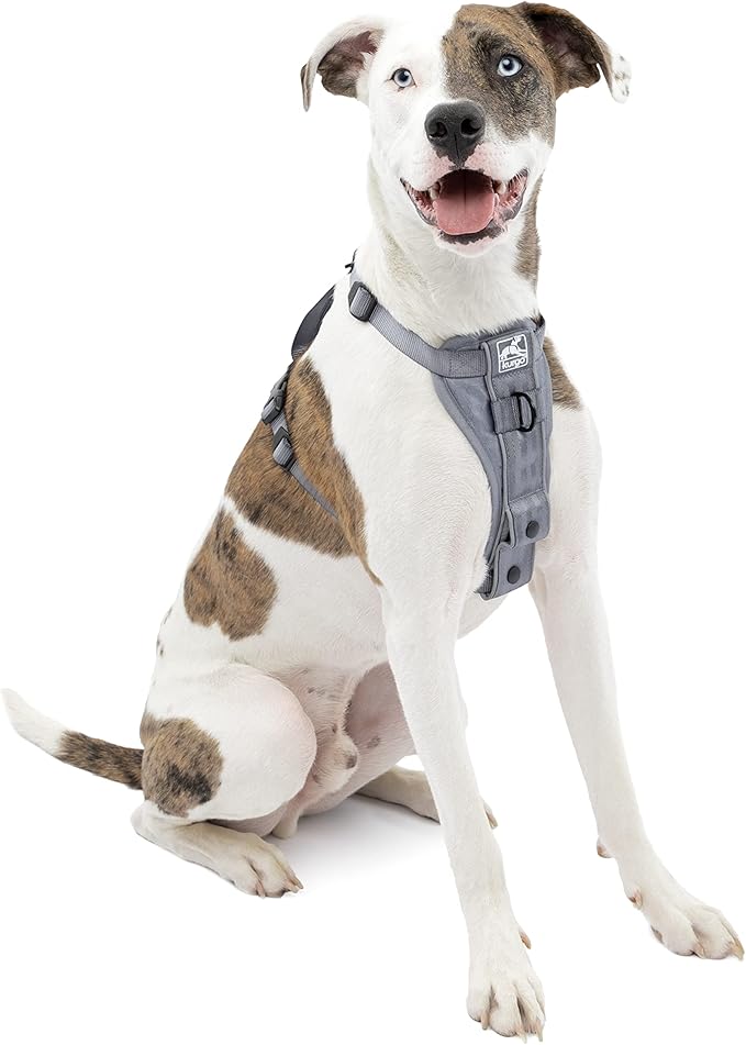 Kurgo Tru-Fit Smart Harness, Dog Harness, Pet Walking Harness, Quick Release Buckles, Front D-Ring for No Pull Training, Includes Dog Seat Belt Tether (Grey, Medium)
