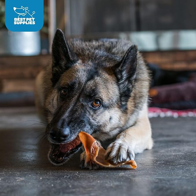 Best Pet Supplies GigaBite Roasted Pig Ears for Dogs, Natural and Healthy Chews, Treats in Whole, Slices, or Sticks, Safe for Puppies and Aggressive Chewers, Clean Teeth and Gums - Pack of 24