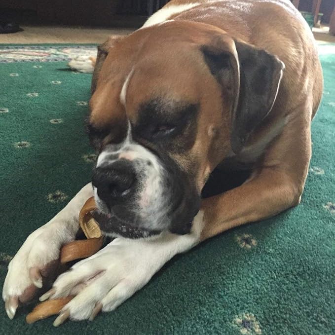 Pawstruck All-Natural 6" Bully Stick Springs for Dogs - Fun Challenging Rawhide Free 100% Beef Single Ingredient Chew Treat Bones - Fully Digestible Low Odor - 25 Pack - Packaging May Vary
