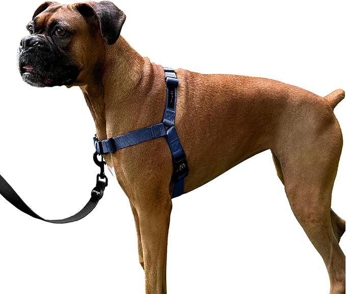 ShawnCo Dream Walk No-Pull Dog Harness- Adjustable, Comfortable, Easy to Use Pet Halter to Help Stop Pulling for Small, Medium and Large Dogs (Pacific Blue, M)