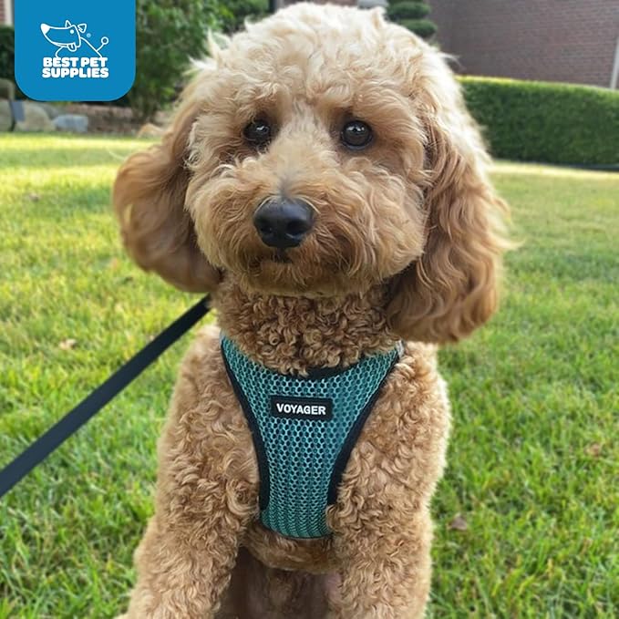 Voyager Step-in Air Dog Harness - All Weather Mesh, Reflective, No Pull Harness for Small, Medium Dogs, Cats - Secure with Hook & Loop Fastener, Buckle, Double D-Rings - Turquoise 2-Tone, XL