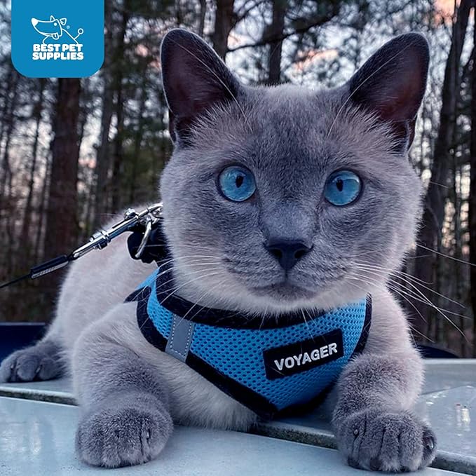 Voyager Step-in Air Dog Harness - All Weather Mesh, Reflective, No Pull Harness for Small, Medium Dogs, Cats - Secure with Hook & Loop Fastener, Buckle, Double D-Rings - Baby Blue/Black Trim, L