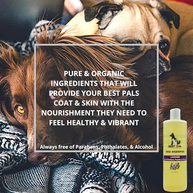 Dog Shampoo | Natural Lavender Hypoallergenic Dog wash | Balanced pH for All Dog Skin, Cruelty Free 16 oz