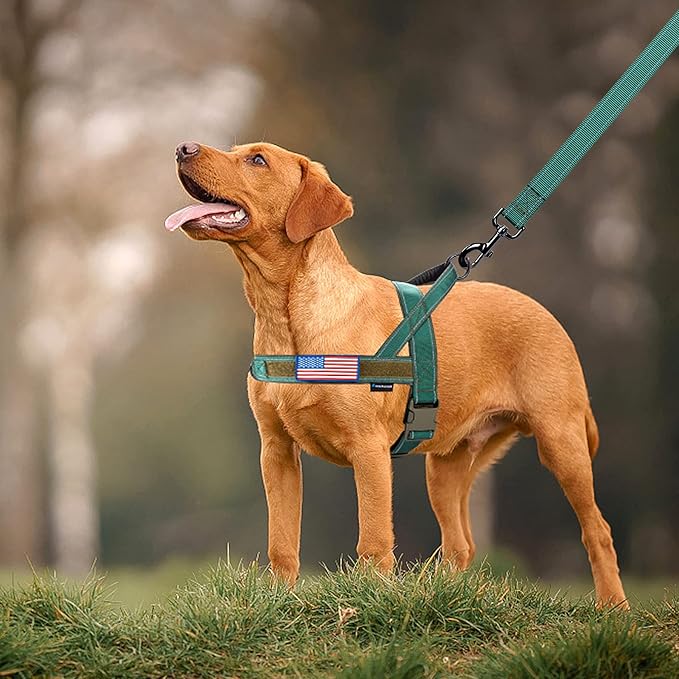 Annchwool No Pull Dog Harness with Padded Handle+5 Ft Leash,Reflective Strip Escape Proof and Quick Fit to Adjust Dog Harness,Easy for Training Walking for Small & Medium and Large Dog(Green-Set,L)