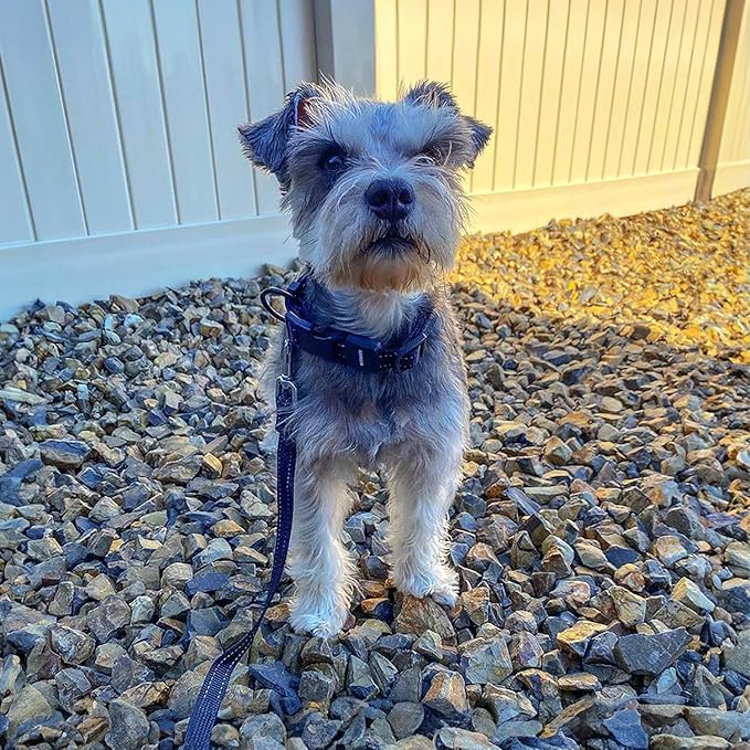 Voyager Reflective Dog Leash Collar Set with Neoprene Handle Supports Small, Medium, and Large Breed Puppies, Cute and Heavy Duty for Walking, Running, and Training - Black, L