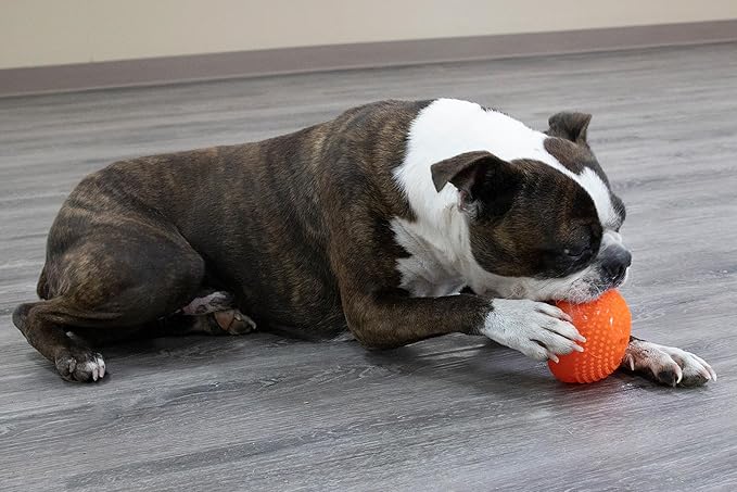 Starmark Everlasting Treat Bento Ball Tough Dog Chew Toy Medium