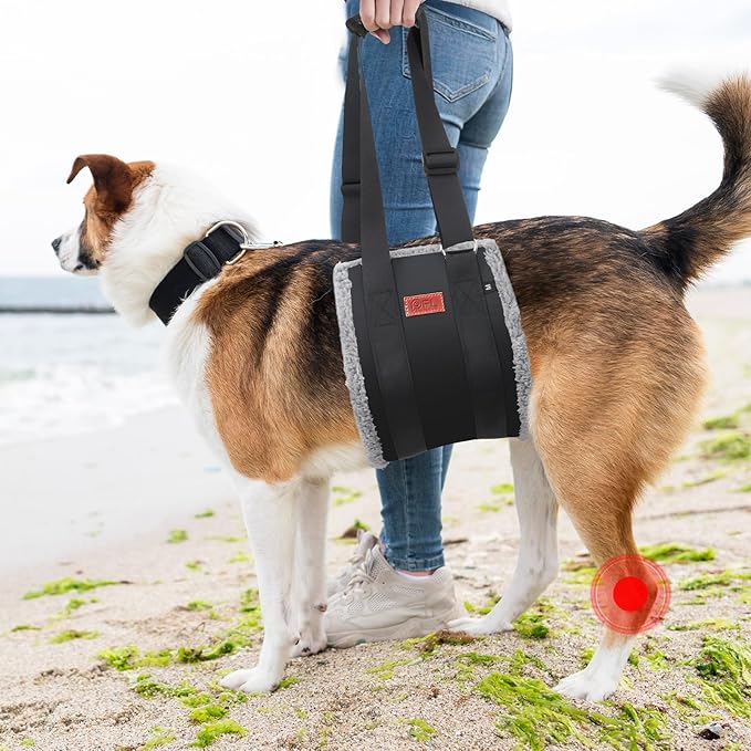 Adjustable Dog Lift Harness, Dog Sling for Large Dogs Hind Leg Support, Soft Lift Support Helps Senior, Injured, Disabled and After ACL Surgery Dogs-Black & Grey (Medium)