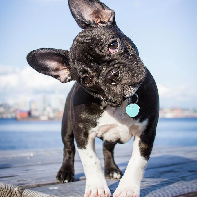 Premium QR Code Dog Tag - Smart Pet ID Tags for Dogs - Scan Dog ID Tag for Instant Location Alert & Modifiable Pet Profile - Dog Tags Personalized for Pets with Dog Training App (Blue)