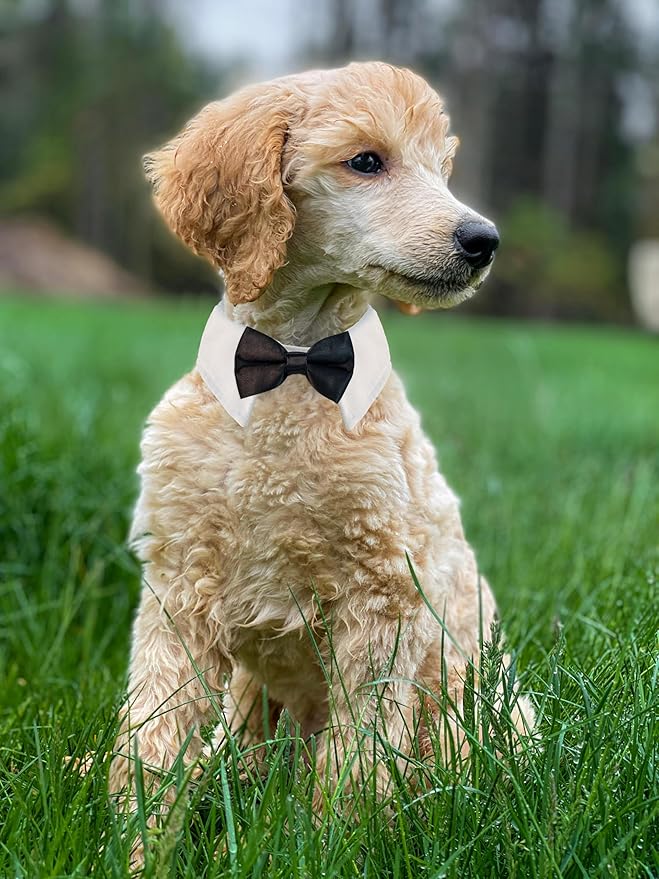 Pet Ties, KOOLMOX Handcrafted Adjustable White Collar with Black Tie and Bow for Pet, Cat Bow Tie for Medium Sized Dogs Tuxedo Tux Suits, Wedding Birthday Valentines Day Grooming, 2 Pack Black