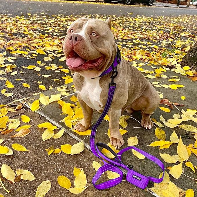 Voyager Reflective Dog Leash Collar Set with Neoprene Handle Supports Small, Medium, and Large Breed Puppies, Cute and Heavy Duty for Walking, Running, and Training - Purple, M