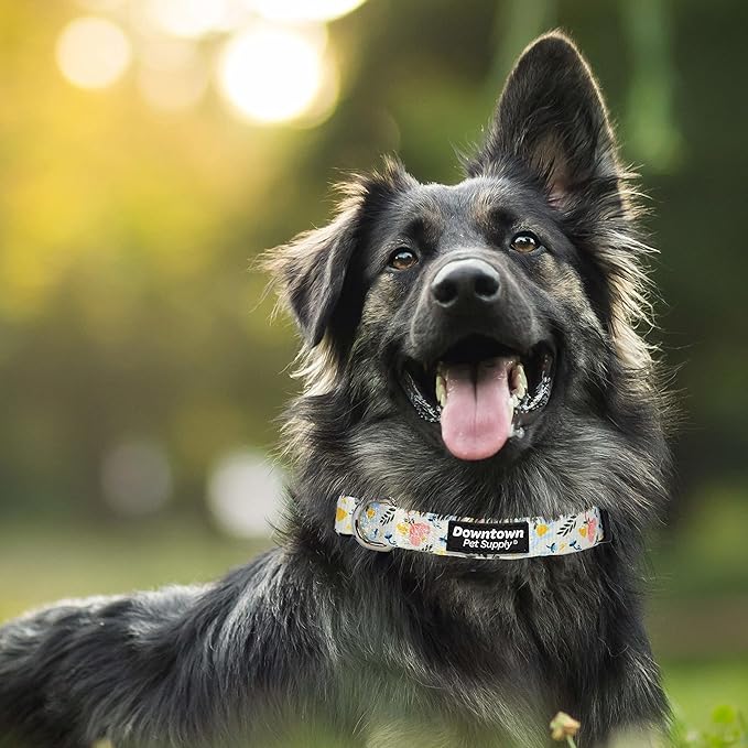 Downtown Pet Supply - Best, Cute & Fancy Dog Collar - Lightweight Adjustable Dog Collar with Quick Buckle & D-Ring - Hand Wash Safe - Floral - L - Large Dog Collar