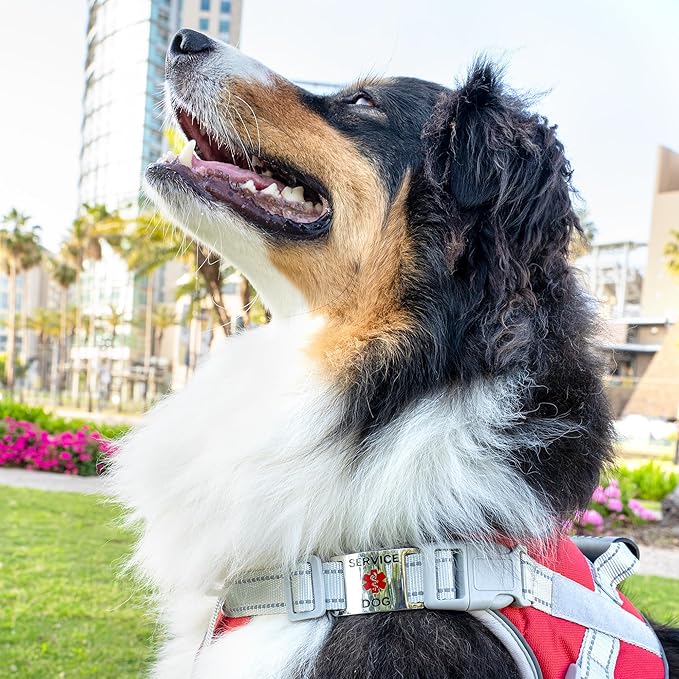 No Noise Stainless Steel K9 Service Dog Pet ID Jewelry Tags, Slide on Dog Collar or Harness Quickly and Securely â PVD Gold/Small