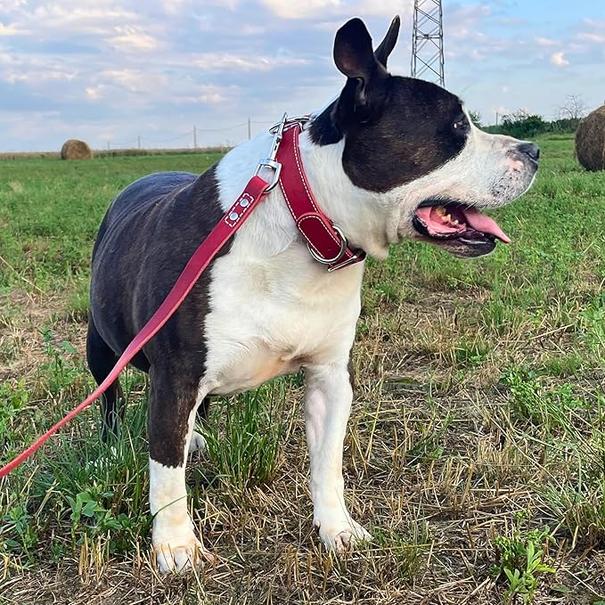 ADITYNA Heavy Duty Leather Dog Collar - Soft and Strong Red Dog Collar for Medium Dogs (Medium: Fit 13" - 20" Neck, Red)