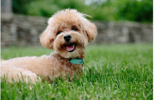 🐾 Do Dogs Get Stressed? Signs of Stress in Dogs and How to Help