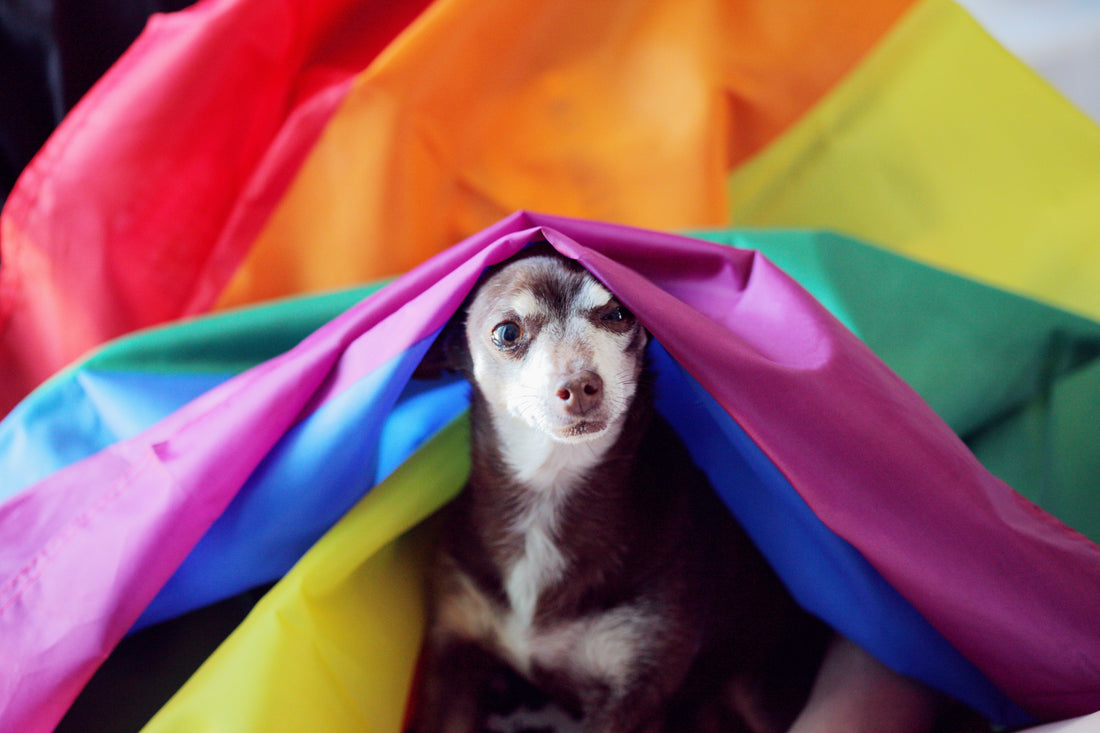 🐶 Rainy Day, Playpen Day: How We Kept the Chaos Under Control 🌧️